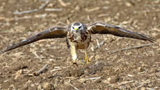 Mäusebussard_ (9).jpg